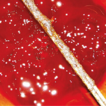 aceite-palma-alto-oleico-HOPO