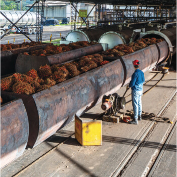 prensa-aceite-palma-extractora-sur-del-casanare