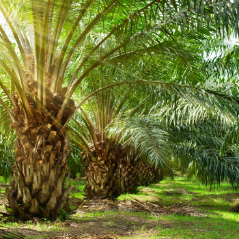 2018-sustainability-report-extractora-de-sur-de-casanare