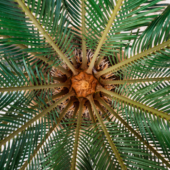 2019-sustainability-report-extractora-de-sur-de-casanare