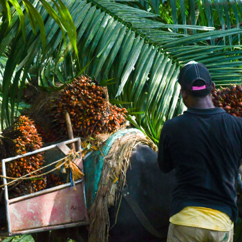 2021-sustainability-report-extractora-de-sur-de-casanare