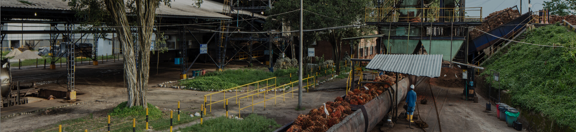 banner-nosotros-politicas-aceite-de-palma-colombia