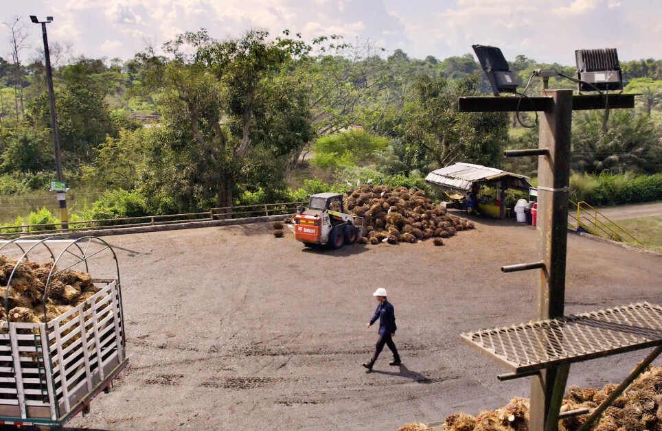 politicas-reportes-de-sostenibilidad-palma-de-aceite-extractora