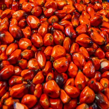 prevencion-acoso-extractora-sur-del-casanare-aceite-de-palma