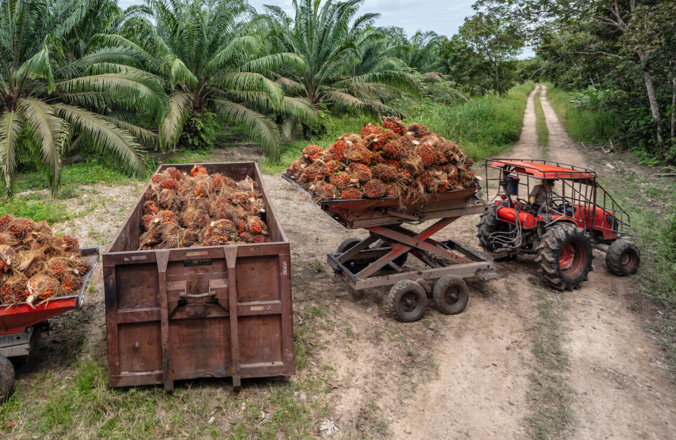 proyectos-sociales-ambientales-palma-de-aceite-extractora